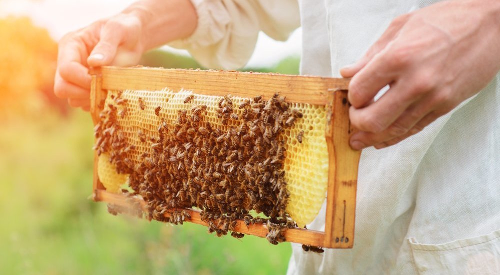 bites